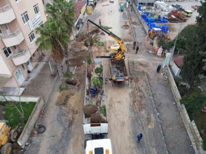 Ağaçlar zarar görmeden taşınıyor