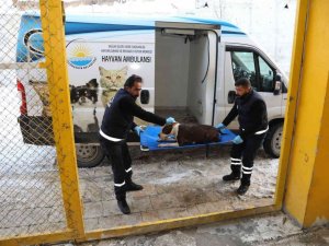 Van Büyükşehir Belediyesi yasaklı ırk köpekleri ücretsiz kısırlaştıracak