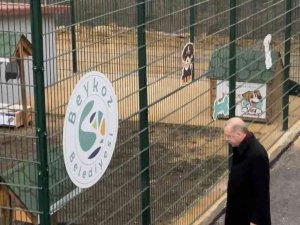 Cumhurbaşkanı Erdoğan, Beykoz hayvan barınağını ziyaret etti
