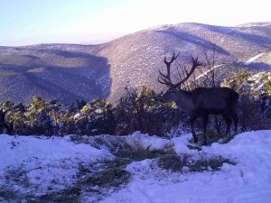 Kızıl geyiklerin muhteşem görüntüsü belgeseli aratmadı