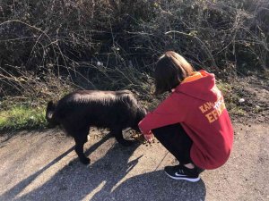 Galatasaraylı taraftarlar sokak hayvanlarını yemledi