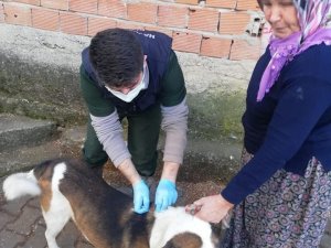 Köylülerin kedi ve köpeklerine kuduz aşılaması yapıldı