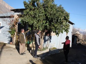 Derecik’te kış günü ağaçlar çiçek açtı