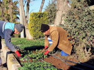 Parklara kış bitkileri dikiliyor