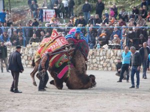 Bodrum’da deve güreşlerine yoğun ilgi