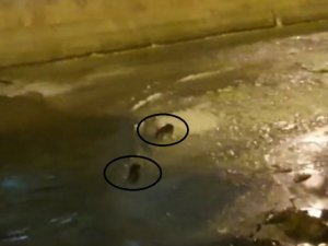 Nesli tükenmekte olan su samurları Çoruh Nehrinde görüldü