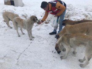 Jandarma sokak hayvanlarını unutmadı
