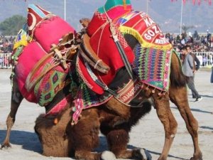 Germencik Deve Güreşi iptal edildi