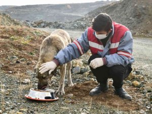 Tepebaşı’nda sokak hayvanları besleniyor