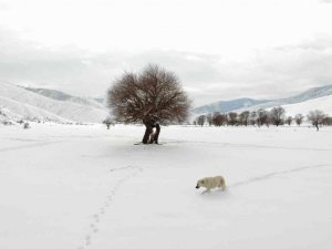 Kar şaşkınlığı yaşayan köpeğin sevimli halleri