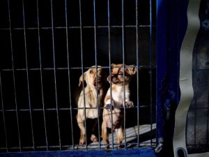 Yasak ırklar için Bursa’da önemli çalışma