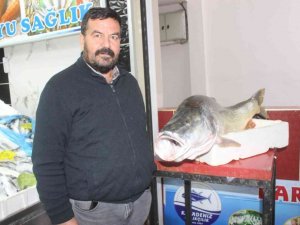 Atatürk Barajında dev turna balığı yakalandı