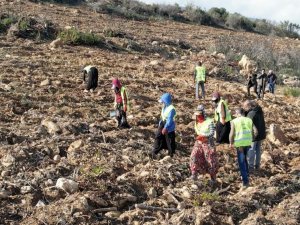 İzmir’de yanan ormanlar yeniden yeşeriyor