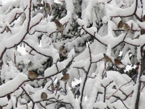 Ahlat’ta yoğun kar yağışı