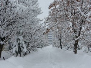 Bitlis’te 203 köy yolu ulaşıma kapandı