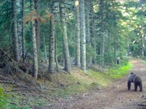 Bolu’nun yaban hayatı fotokapanlara yansıdı