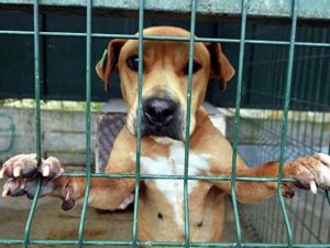 Fethiye Belediyesi’nden örnek uygulama