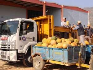 Faydalı böcek üretiminde yeni ürün: “Bal kabağı”