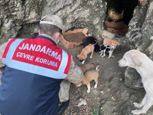Jandarma ekiplerinden sokak hayvanlarına mama ve su desteği