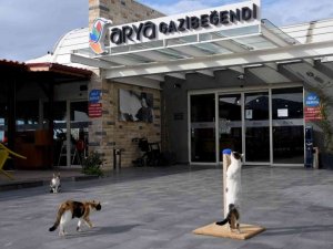 Gazibeğendi’nin patili müdavimleri artık daha mutlu