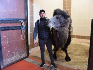 Burdur’da deveye katarak ameliyatı