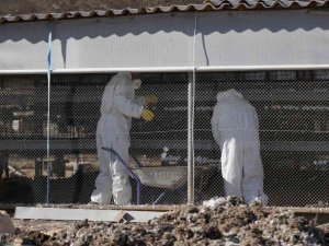 İsrail’de 18 bin 700 tavukta daha kuş gribi tespit edildi