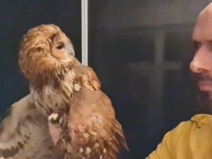 Evine giren baykuşu önce sevdi sonra doğaya bıraktı