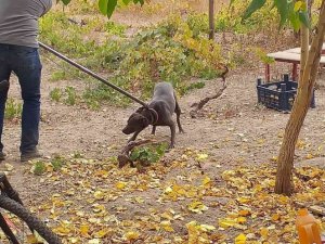 Tehlikeli ırk köpek besleyen 6 kişiye 240 bin TL ceza