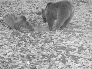 Boz ayılar Uludağ’da fotokapana böyle yakalandı
