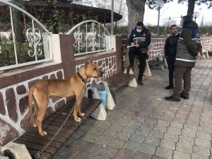 Çocuk parkında pitbull gezdiriyordu, cezayı duyunca kendi elleri ile teslim etti