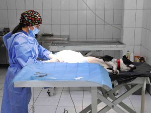 Van Büyükşehir Belediyesi yasak ırkları ücretsiz kısırlaştırıyor