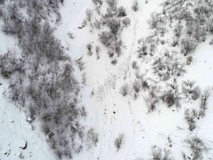 Çatak’ta çığ düştü, keçiler telef oldu