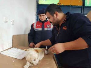 Yavru köpeği jandarma kurtardı