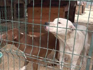 Hatay’da yasaklı ırk köpekler için ücretsiz kısırlaştırma yapılıyor