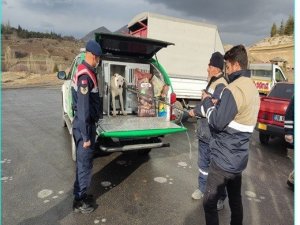 Başıboş gezen tehlikeli ırk köpek jandarma tarafından yakalandı