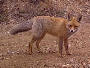 Vaşaktan karacaya, tilkiden domuza yaban hayatı fotokapanda