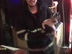 Havalandırmayı keserek kediyi kurtardılar