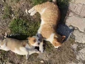 Kedi-köpek dostluğu görenleri şaşırtıyor