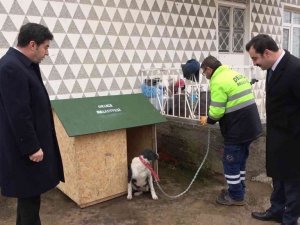 Bu ilçede sokak hayvanı sahiplenenlere 15 ton içme suyu ücretsiz veriliyor