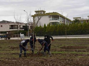 Yunusemre Belediyesi Muradiye’yi ağaçlandırıyor