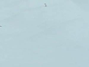 Tunceli’de karlar arasındaki beyaz gelincik cep telefonu kamerasına takıldı