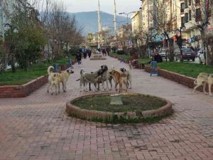Tosya’da 17 yasak ırklı köpek kayıt altına alındı