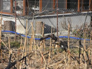 Yırtıcı şahin kent merkezine inerek kediye saldırdı