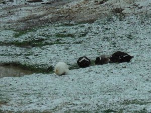 Kartal Aydos’ta kar yağışı başladı, tadını ördekler çıkardı
