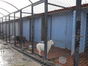 Erzincan’da 340 başıboş sokak köpeği toplandı
