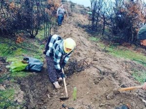 Türlübey’de yanan alanlarda 15 bin fidan dikildi