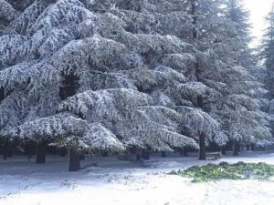 Yaban hayatı unutulmadı, karların üzerine 750 kilo yem bırakıldı