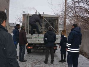 Okul bahçesine bırakılan sahipsiz pitbull yakalandı