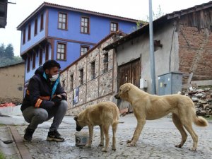 Sokak hayvanları için beslenme seferberliği