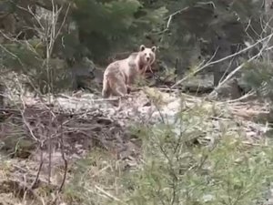 Ormanlık alanda karşılarına çıkan ayıyla neye uğradıklarını şaşırdılar